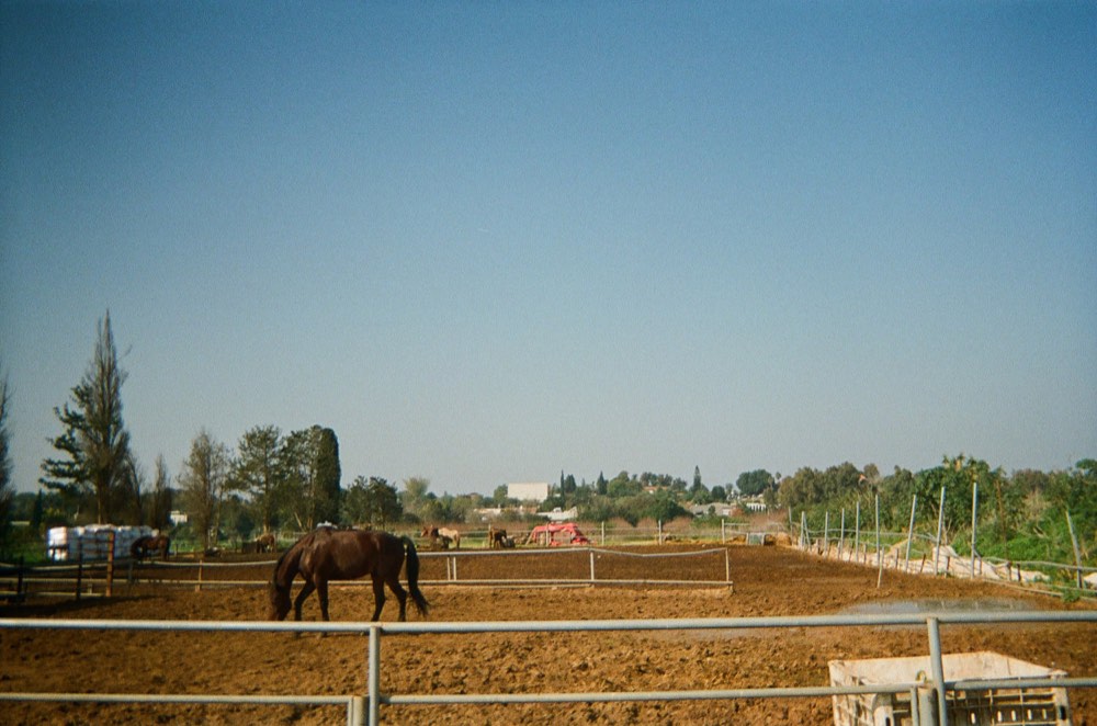 Friend of the house, photo 75
